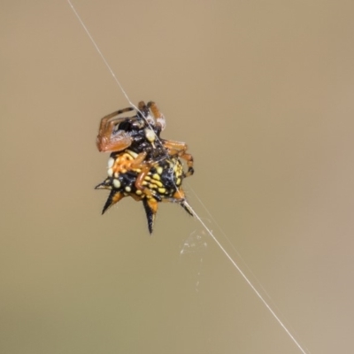 Austracantha minax (Christmas Spider, Jewel Spider) at Dunlop, ACT - 19 Jan 2019 by Alison Milton