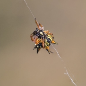 Austracantha minax at Dunlop, ACT - 20 Jan 2019