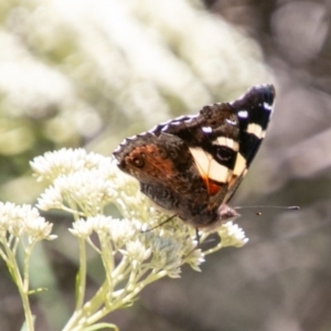 Vanessa itea at Mount Clear, ACT - 10 Jan 2019 11:44 AM