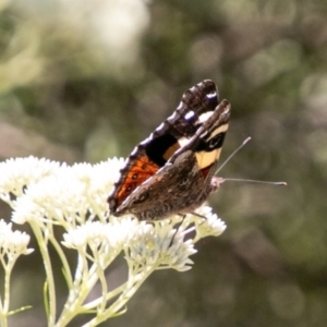 Vanessa itea at Mount Clear, ACT - 10 Jan 2019 11:44 AM