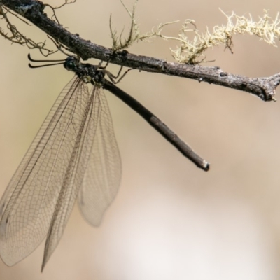 Myrmeleontidae (family) (Unidentified Antlion Lacewing) at Mount Clear, ACT - 10 Jan 2019 by SWishart