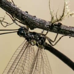 Myrmeleontidae (family) at Mount Clear, ACT - 10 Jan 2019