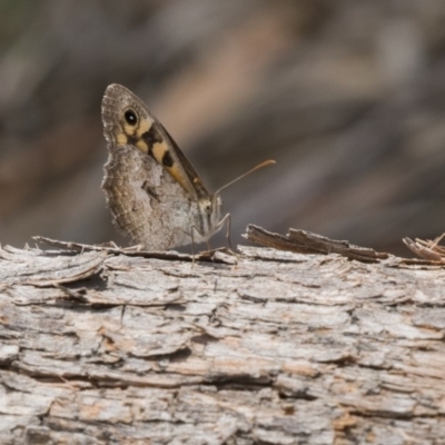 Geitoneura klugii (Marbled Xenica) at Dunlop, ACT - 20 Jan 2019 by Alison Milton