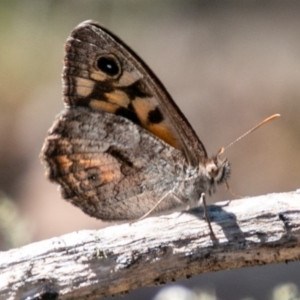 Geitoneura klugii at Mount Clear, ACT - 10 Jan 2019 11:43 AM