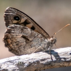 Geitoneura klugii at Mount Clear, ACT - 10 Jan 2019