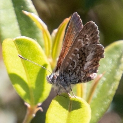 Neolucia hobartensis (Montane Heath-blue) at Mount Clear, ACT - 9 Jan 2019 by SWishart