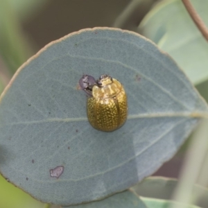 Paropsisterna cloelia at Hawker, ACT - 20 Jan 2019 12:14 PM