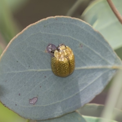 Paropsisterna cloelia (Eucalyptus variegated beetle) at Hawker, ACT - 20 Jan 2019 by AlisonMilton