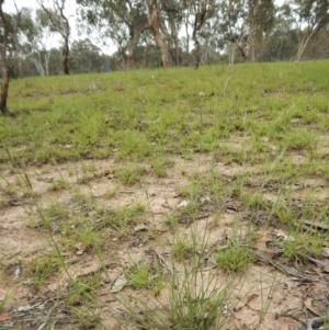 Aristida ramosa at Cook, ACT - 30 Dec 2018 07:43 AM