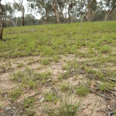 Aristida ramosa (Purple Wire Grass) at Cook, ACT - 29 Dec 2018 by CathB