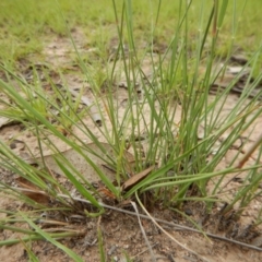 Aristida ramosa at Cook, ACT - 30 Dec 2018 07:43 AM