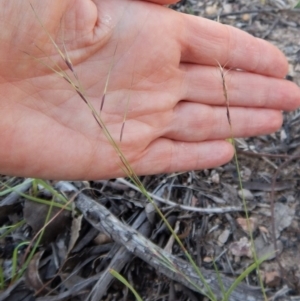 Aristida ramosa at Cook, ACT - 30 Dec 2018 07:43 AM