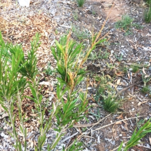 Spectrotrota fimbrialis at Hughes, ACT - 20 Jan 2019