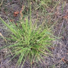 Panicum effusum (Hairy Panic Grass) at Hughes, ACT - 19 Jan 2019 by ruthkerruish