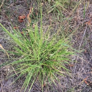 Panicum effusum at Hughes, ACT - 20 Jan 2019 10:00 AM