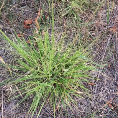 Panicum effusum (Hairy Panic Grass) at Hughes, ACT - 19 Jan 2019 by ruthkerruish