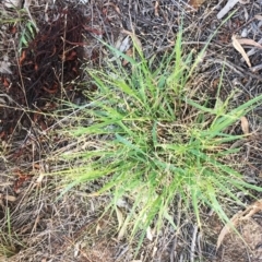 Panicum effusum at Hughes, ACT - 20 Jan 2019