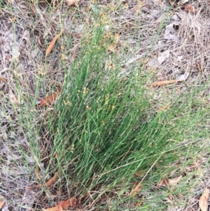 Tricoryne elatior at Garran, ACT - 20 Jan 2019