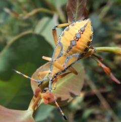 Amorbus sp. (genus) (Eucalyptus Tip bug) at Mount Painter - 20 Jan 2019 by CathB