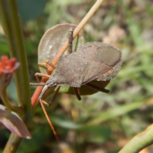 Amorbus sp. (genus) at Cook, ACT - 20 Jan 2019