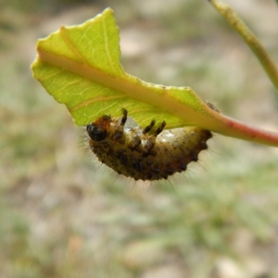 Paropsisterna beata (Blessed Leaf Beetle) at Cook, ACT - 20 Jan 2019 by CathB