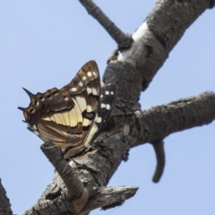 Charaxes sempronius (Tailed Emperor) at The Pinnacle - 20 Jan 2019 by Alison Milton