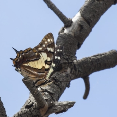 Charaxes sempronius (Tailed Emperor) at The Pinnacle - 20 Jan 2019 by Alison Milton