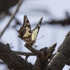 Charaxes sempronius at The Pinnacle - 20 Jan 2019