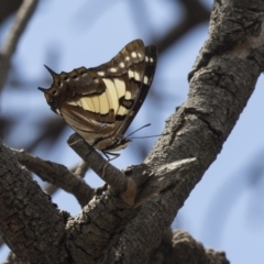 Charaxes sempronius at The Pinnacle - 20 Jan 2019