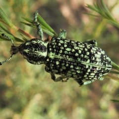 Chrysolopus spectabilis (Botany Bay Weevil) at Paddys River, ACT - 21 Jan 2019 by JohnBundock