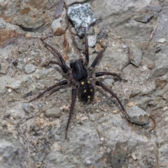 Habronestes sp. (genus) (An ant-eating spider) at Bullen Range - 15 Jan 2019 by JudithRoach