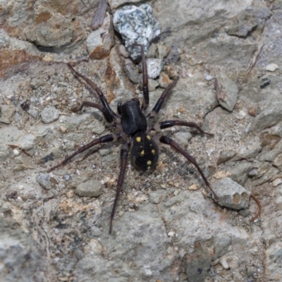 Habronestes sp. (genus) (An ant-eating spider) at Paddys River, ACT - 16 Jan 2019 by JudithRoach