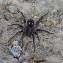 Habronestes sp. (genus) at Paddys River, ACT - 16 Jan 2019