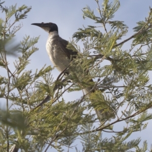 Philemon corniculatus at Paddys River, ACT - 17 Jan 2019