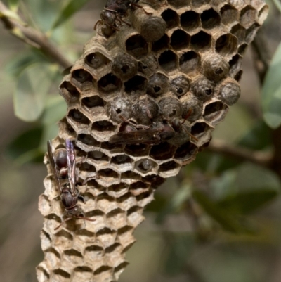 Ropalidia plebeiana (Small brown paper wasp) at Acton, ACT - 18 Jan 2019 by JudithRoach