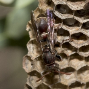 Ropalidia plebeiana at Acton, ACT - 19 Jan 2019 10:16 AM