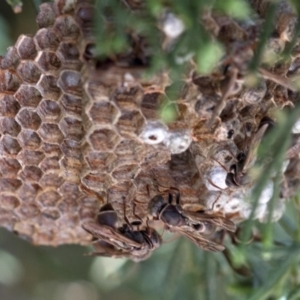 Ropalidia plebeiana at Spence, ACT - 19 Jan 2019