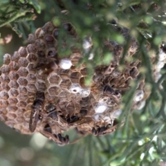 Ropalidia plebeiana at Spence, ACT - 19 Jan 2019 11:26 AM