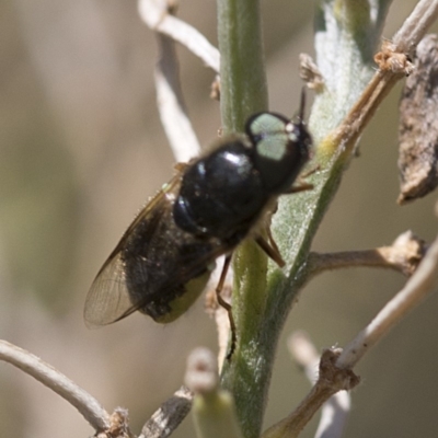 Odontomyia sp. (genus) (A soldier fly) at Spence, ACT - 19 Jan 2019 by JudithRoach