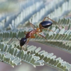 Camponotus consobrinus (Banded sugar ant) at Coree, ACT - 20 Jan 2019 by JudithRoach