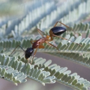 Camponotus consobrinus at Coree, ACT - 21 Jan 2019 07:38 AM