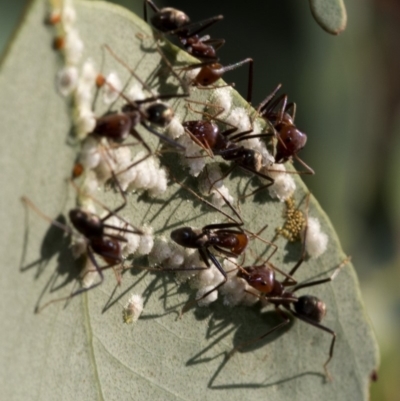 Iridomyrmex purpureus (Meat Ant) at Uriarra Village, ACT - 20 Jan 2019 by JudithRoach