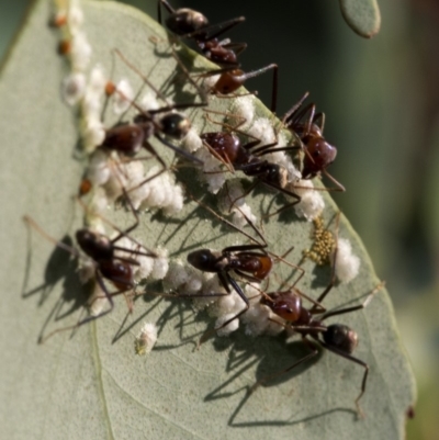 Iridomyrmex purpureus (Meat Ant) at Cotter Reservoir - 21 Jan 2019 by JudithRoach