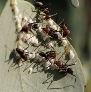 Glycaspis sp. (genus) at Uriarra Village, ACT - 21 Jan 2019