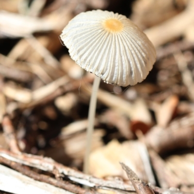 Coprinellus etc. (An Inkcap) at Spence, ACT - 9 Jan 2019 by JudithRoach