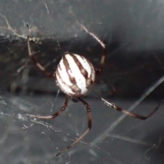 Theridiidae (family) (Comb-footed spider) at Jerrabomberra, NSW - 21 Jan 2019 by OllieCal