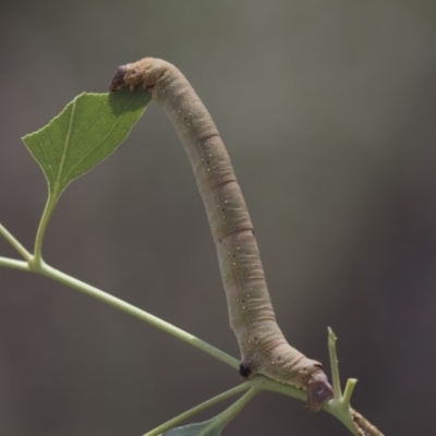 Arhodia lasiocamparia (Pink Arhodia) at Hawker, ACT - 10 Feb 2019 by AlisonMilton