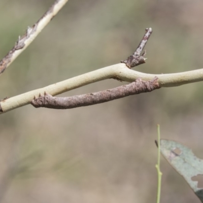 Geometridae (family) IMMATURE (Unidentified IMMATURE Geometer moths) at The Pinnacle - 20 Jan 2019 by AlisonMilton