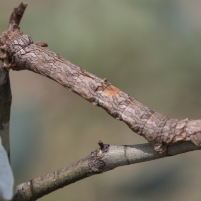 Gastrophora henricaria (Fallen-bark Looper, Beautiful Leaf Moth) at The Pinnacle - 20 Jan 2019 by AlisonMilton
