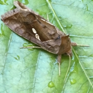 Chrysodeixis eriosoma at Monash, ACT - 21 Jan 2019